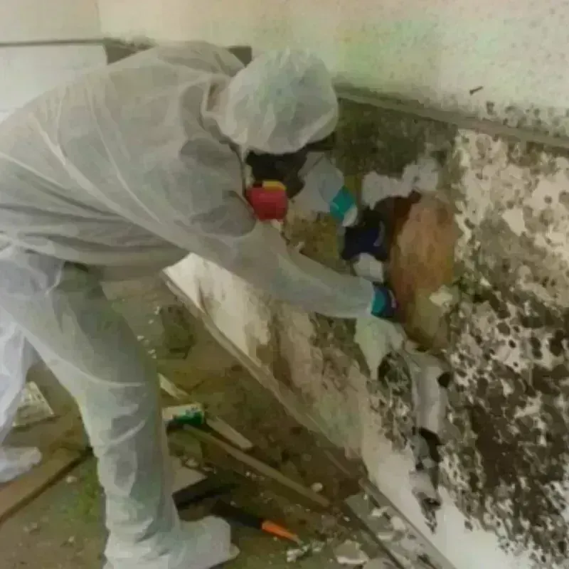 Best Mold Remediation and Removal Service in Texico, NM